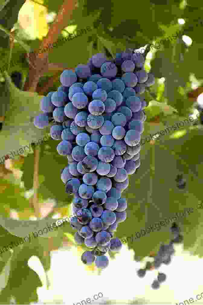 A Cluster Of Cabernet Sauvignon Grapes My Grape Paris (The Grape 4)