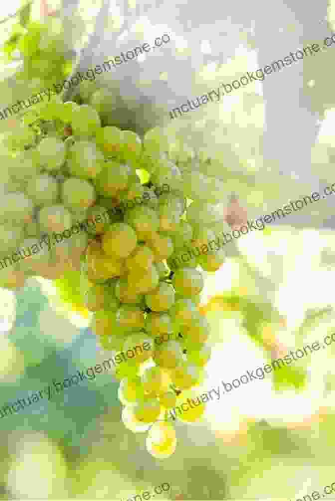 A Cluster Of Chardonnay Grapes My Grape Paris (The Grape 4)