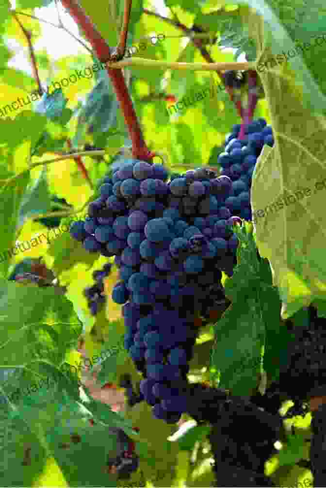 A Cluster Of Grenache Grapes My Grape Paris (The Grape 4)