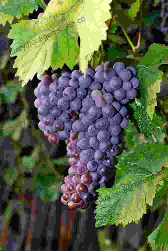 A Cluster Of Merlot Grapes My Grape Paris (The Grape 4)