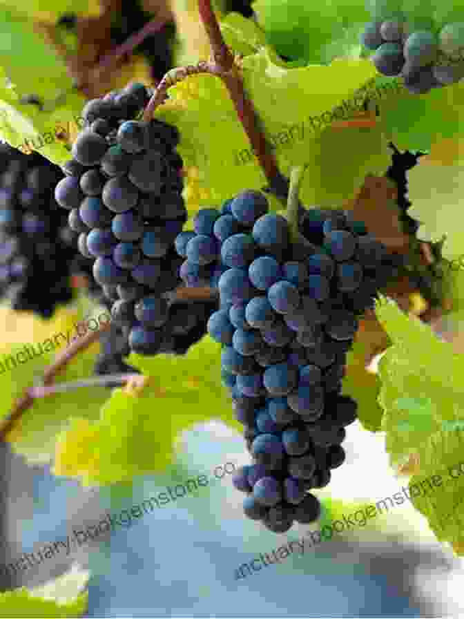 A Cluster Of Pinot Noir Grapes My Grape Paris (The Grape 4)