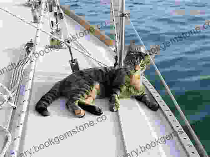 A Group Of Cats Sitting On The Deck Of A Boat An Armada Of Cats: Travels In Israel