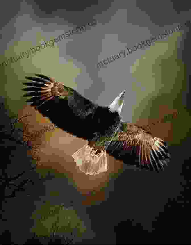 A Majestic Bald Eagle Soaring Over The Valley Of The Birdtail, Symbolizing The Region's Abundant Wildlife Valley Of The Birdtail: An Indian Reserve A White Town And The Road To Reconciliation