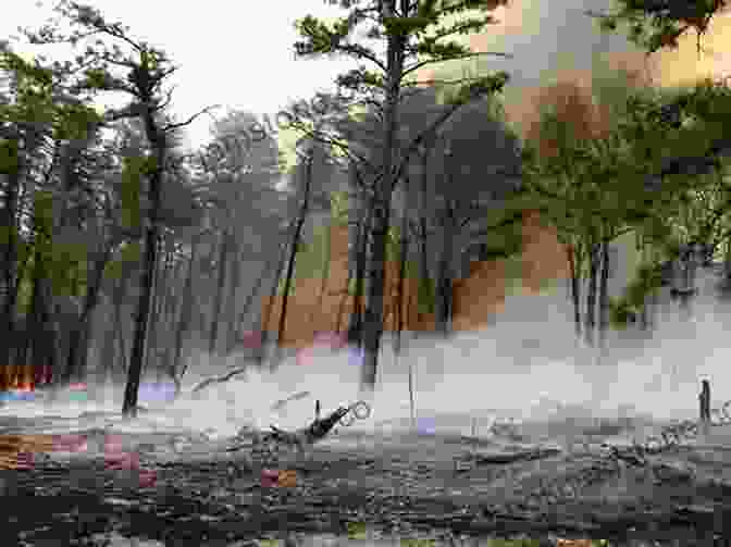 A Photo Of A Controlled Burn In A Forest, With Flames Burning Understory Vegetation Burntwater Scott Thybony