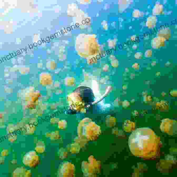 A School Of Golden Jellyfish Swims Gracefully In Jellyfish Lake, Palau. The Fish And Rice Chronicles: My Extraordinary Adventures In Palau And Micronesia