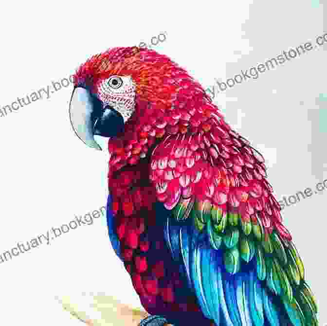 An Illustration Of A Parrot Drawing Birds Andrew Forkner