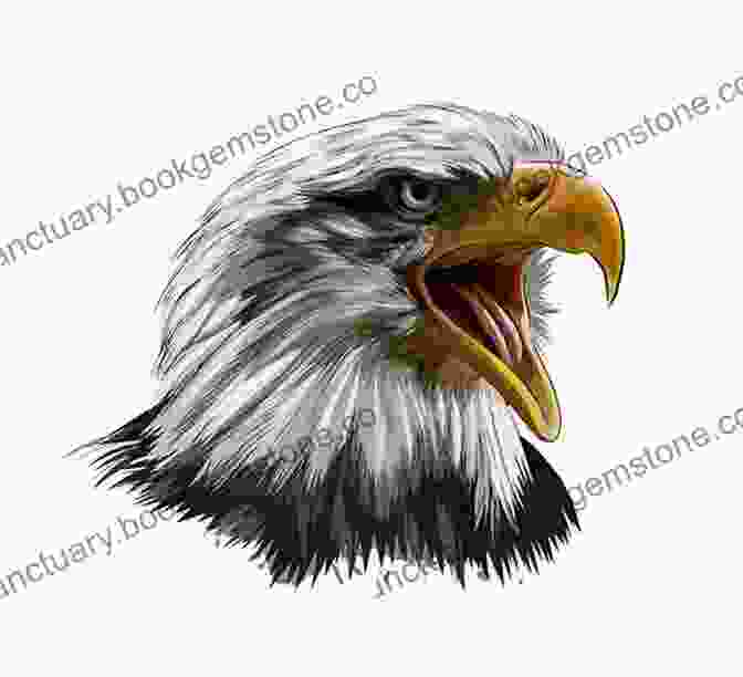 An Illustration Of An Eagle Drawing Birds Andrew Forkner