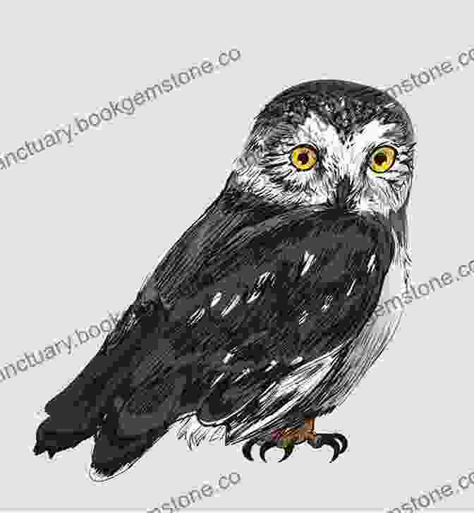 An Illustration Of An Owl Drawing Birds Andrew Forkner