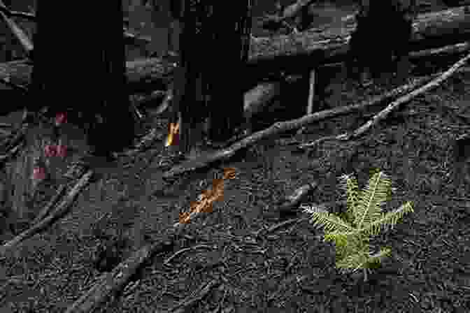 Burntwater Book Cover, Featuring A Photo Of A Forest Regenerating After A Fire, With New Growth Emerging From The Charred Ground Burntwater Scott Thybony