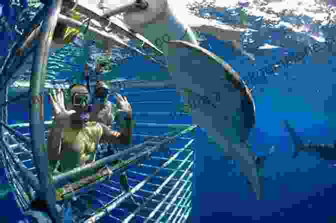 Divers Observing Sharks From Inside A Cage During A Cage Diving With Sharks Experience In Hawaii Drifting Off Hawaii