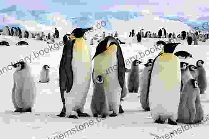 Emperor Penguins In Antarctica Antarctica And The Arctic Circle: A Geographic Encyclopedia Of The Earth S Polar Regions 2 Volumes