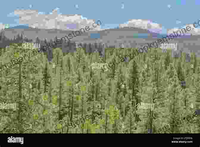 Lush Forest With Tall Pine Trees At Bois Arc, Apache County Bois D Arc (Apache County 5)