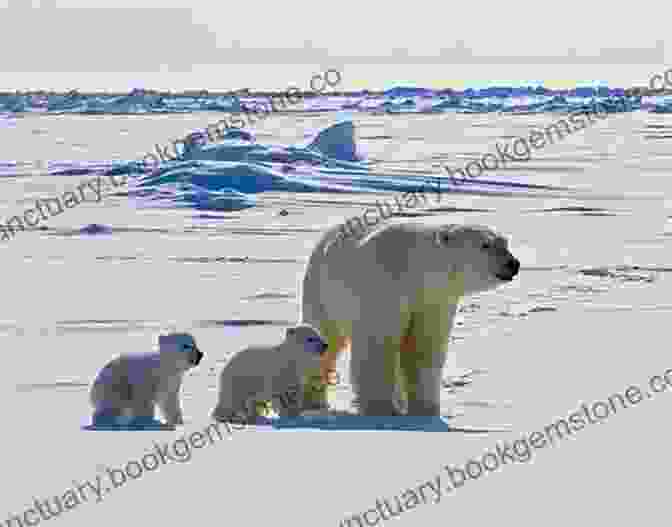 Polar Bear On Arctic Ice Antarctica And The Arctic Circle: A Geographic Encyclopedia Of The Earth S Polar Regions 2 Volumes
