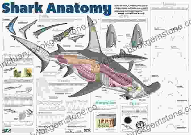 Shark Anatomy Diagram All About Sharks: What Needs To Know And More About Sharks